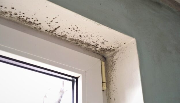 Picture of Mould