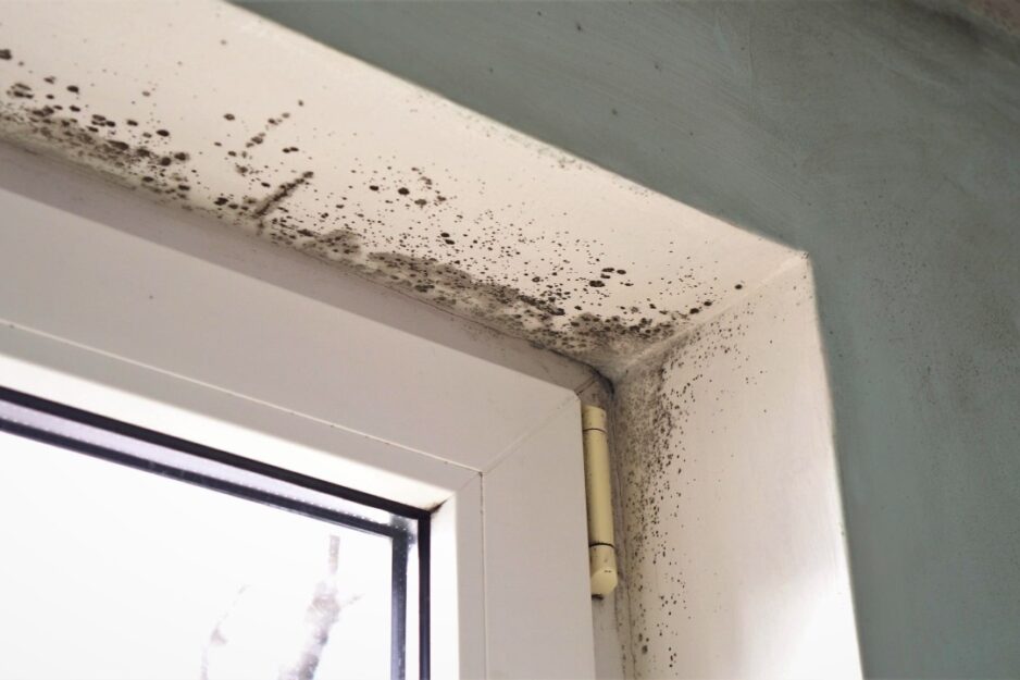 Picture of Mould